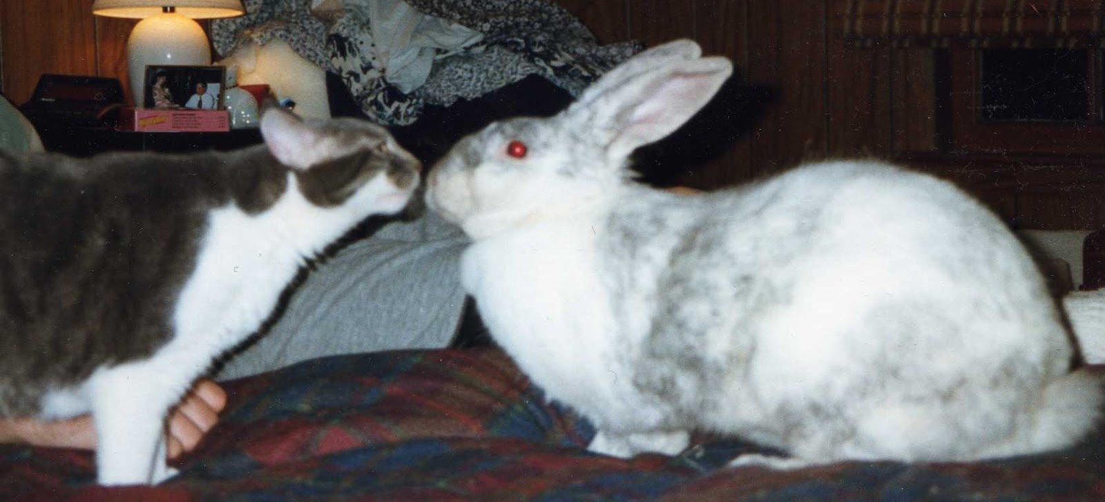 The Cat Cottage Cats and Rabbits? An Unexpected Good Match!