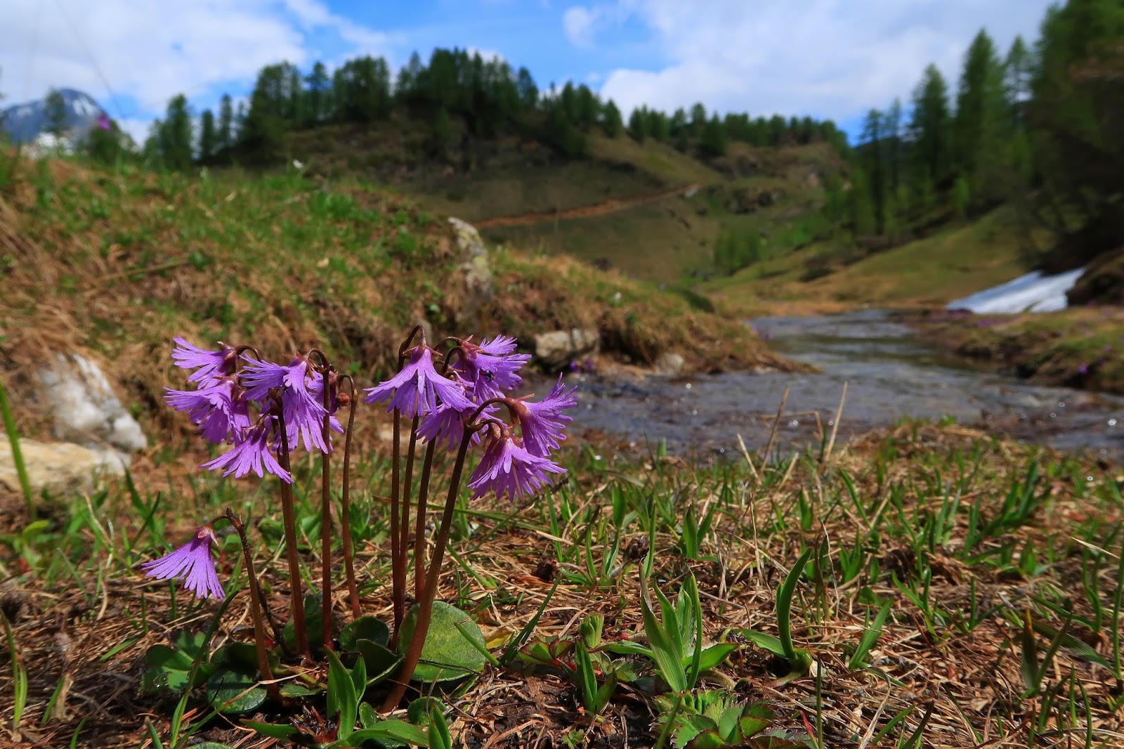 Malati di Montagna Flora alpina adattamento delle piante all’altitudine