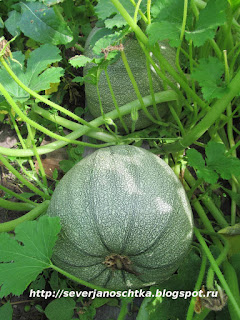 ������������ ����� ��� ���������