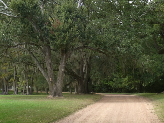 Garden amateur Mississippi's Spanish moss