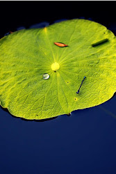 wallpapers iphone leaf
