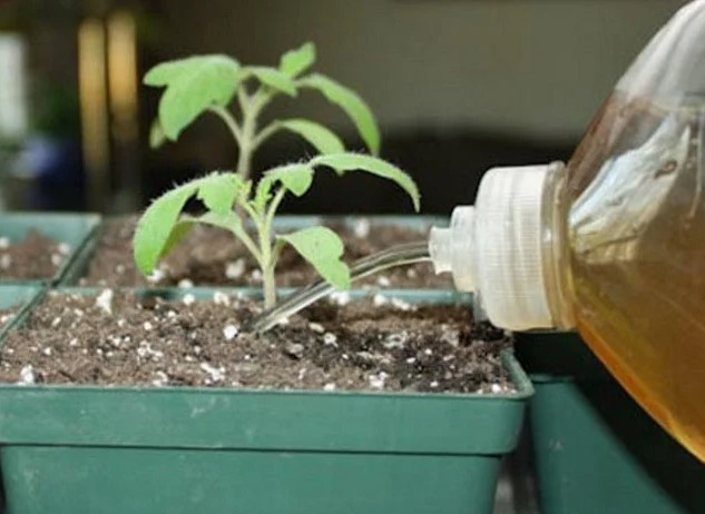 How To Make Liquid Fertilizer From Kitchen Waste