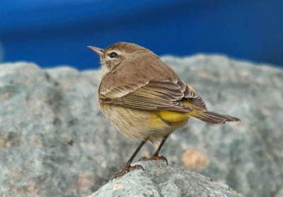 Photo of Palm Warbler on a rock Photo of Palm Warbler on a rock