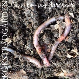 No-Dig Gardener