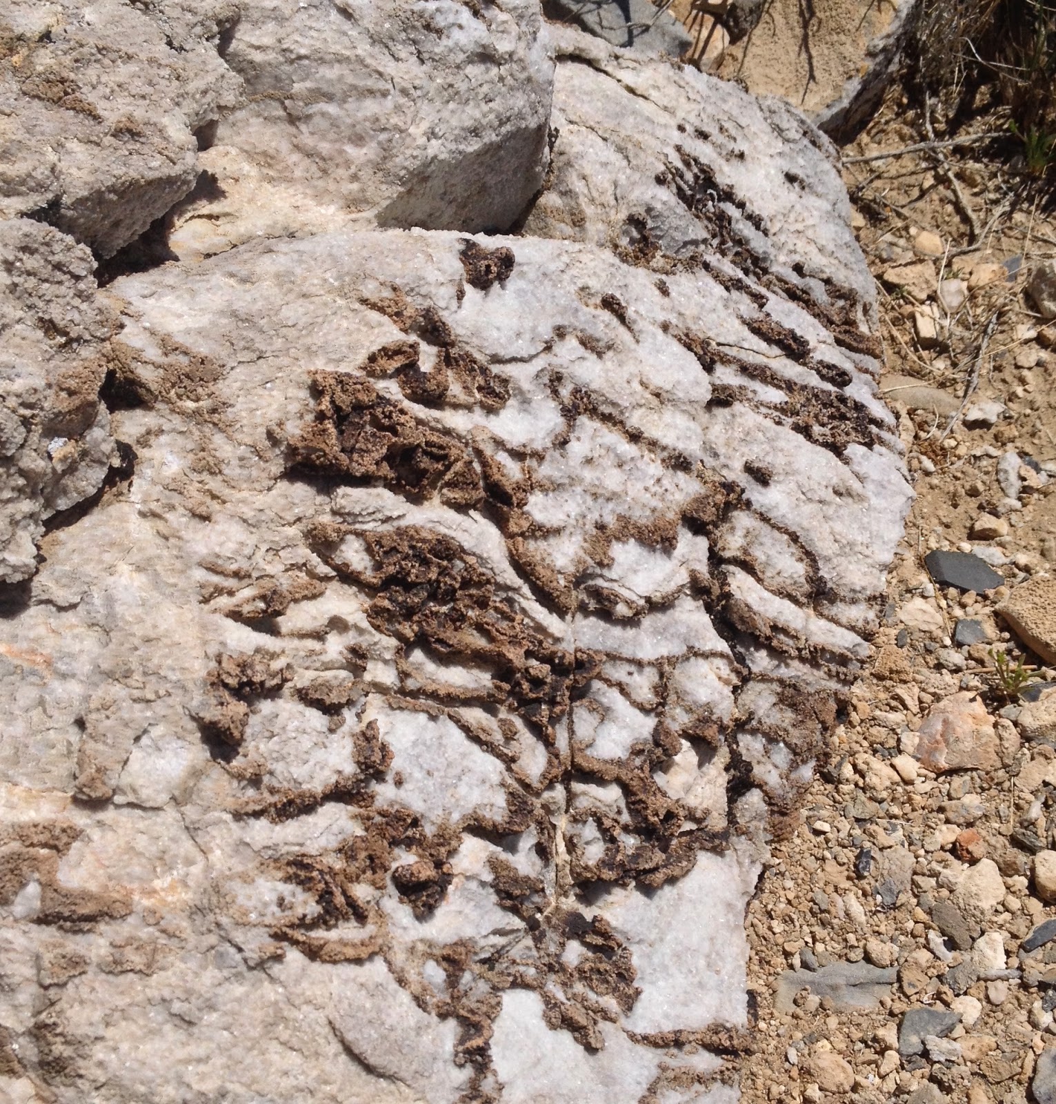 Exploring and Informing Striped Butte Fossils and Spring Flora