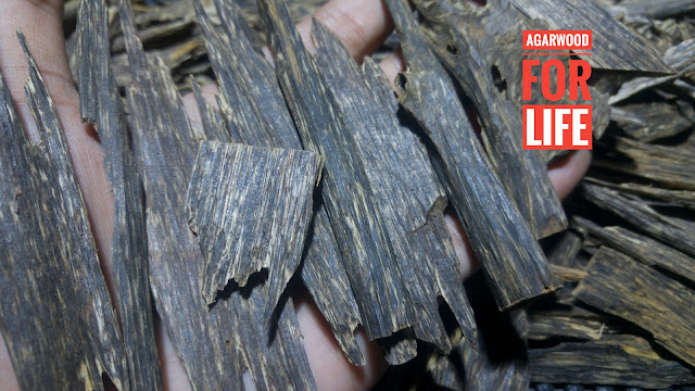 Agarwood For Life: "Grade A" of agarwood or Oud for ...