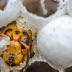 200 Queens Found in Single 'Murder Hornet' Nest Destroyed by US Authorities