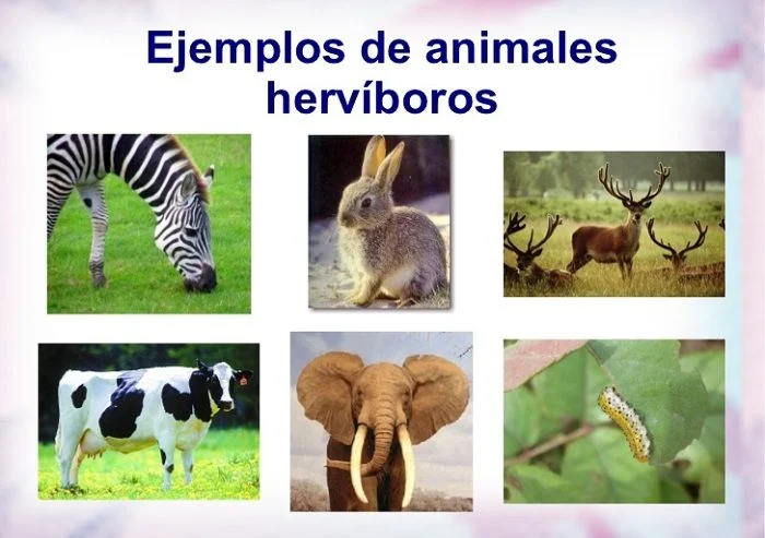 Imágenes Animales Herbívoros