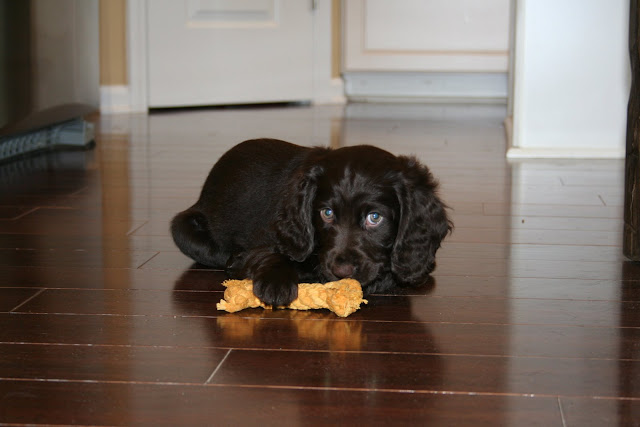 Boykin Spaniel Puppy | The Lowcountry Lady