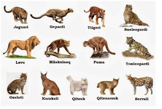 Keanekaragaman jenis pada jenis famili Feliadae (keluarga Kucing) Keanekaragaman jenis pada jenis famili Feliadae (keluarga Kucing)