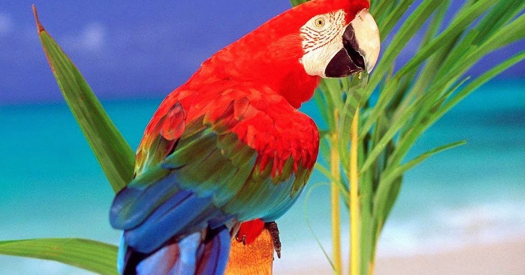 Indahnya Warna  Burung Kakak Tua  Merah  Gembala News