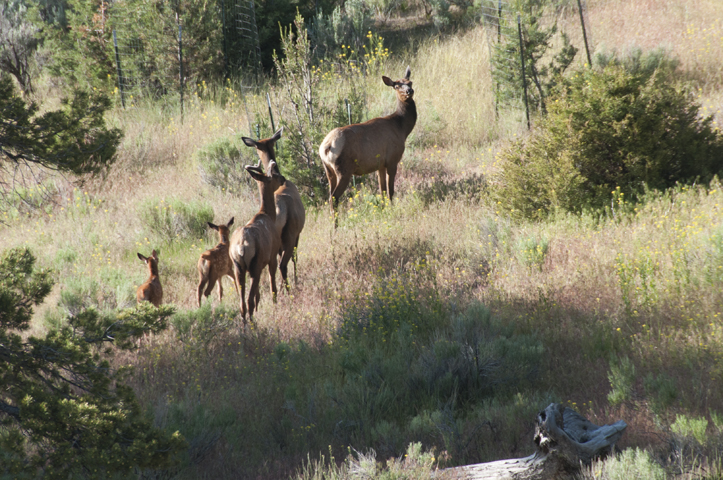 central oregon elk vs deer central oregon elk vs deer