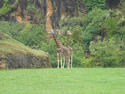 Jirafas Parque de la Naturaleza de Cabárceno, Santander