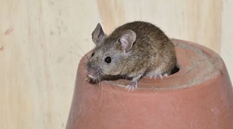 Rodent Control Services TX