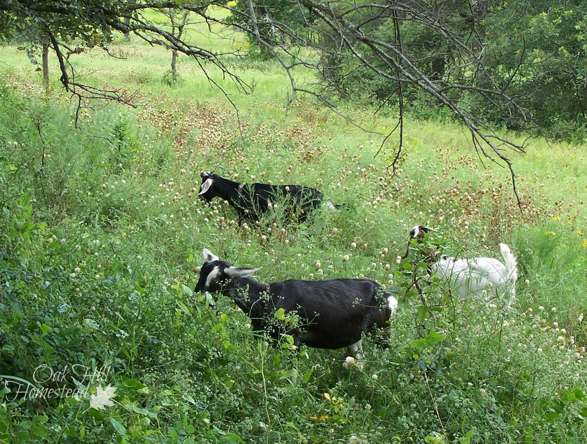Choosing the Best Goat Breed for Your Homestead's Needs Oak Hill