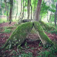 Ireland images: Mossy stones at Mount Falcon in County Mayo