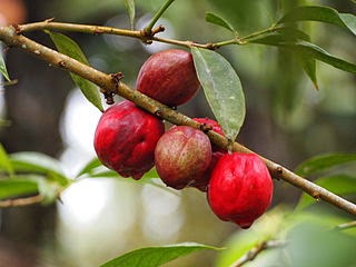 Fruits of Mahkota Dewa