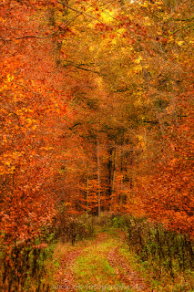 Naturfotografie Indiansummer Herbst Weserbergland