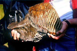 Dudinka'nın kuzeyinde Yenisey'de bulunan mamut kemikleri