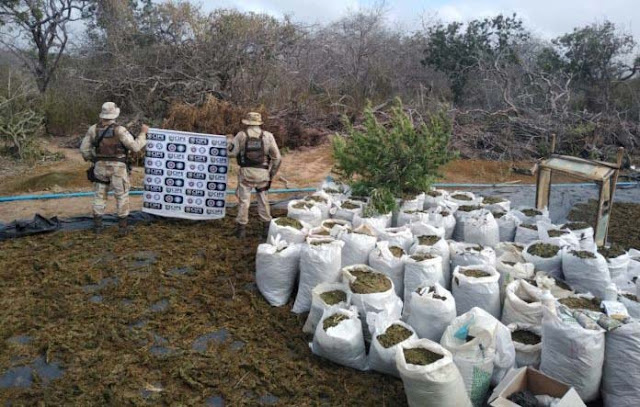 Cerca de 3 toneladas de maconha são encontradas em Monte Santo