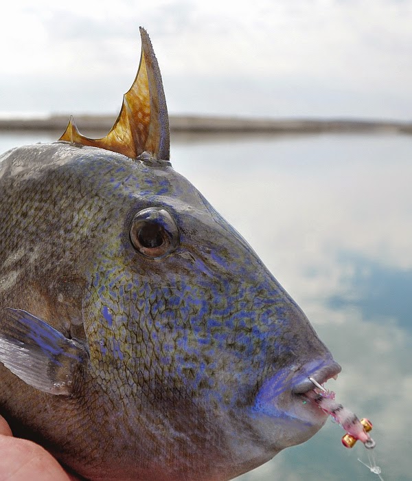 Bay Area Backwaters: Baja