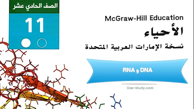 حل درس DNA و RNA للصف الحادي عشر