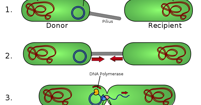 Бактерия донор. Трансформация и трансдукция. Конъюгация плазмид. Процесс конъюгации у бактерий. Типы полового процесса у бактерий.