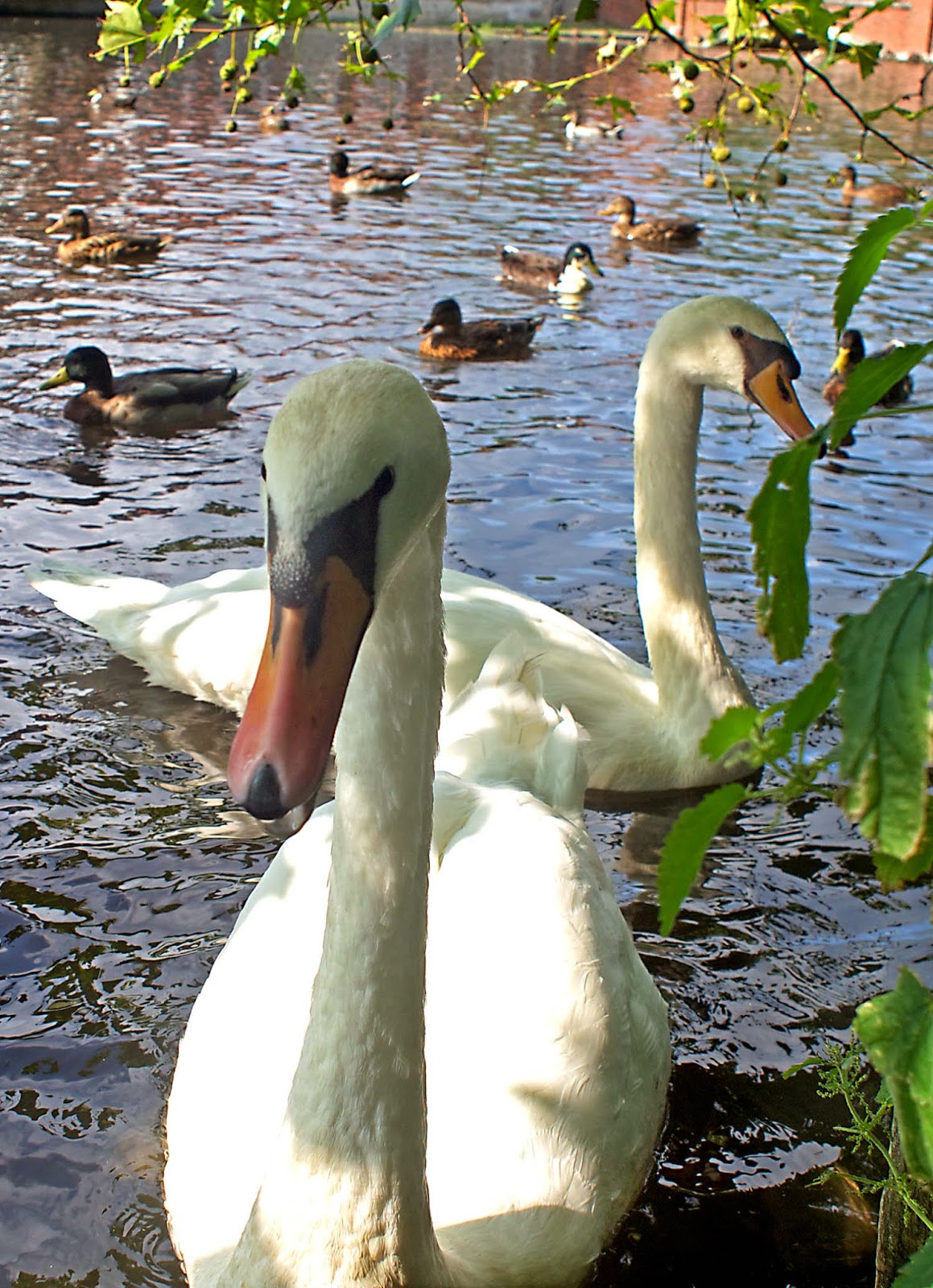Die Grashüpferinnen Mein lieber Schwan, das war knapp!