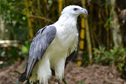 birds eagle prey philippine davao adventure bellied leucogaster haliaeetus sea