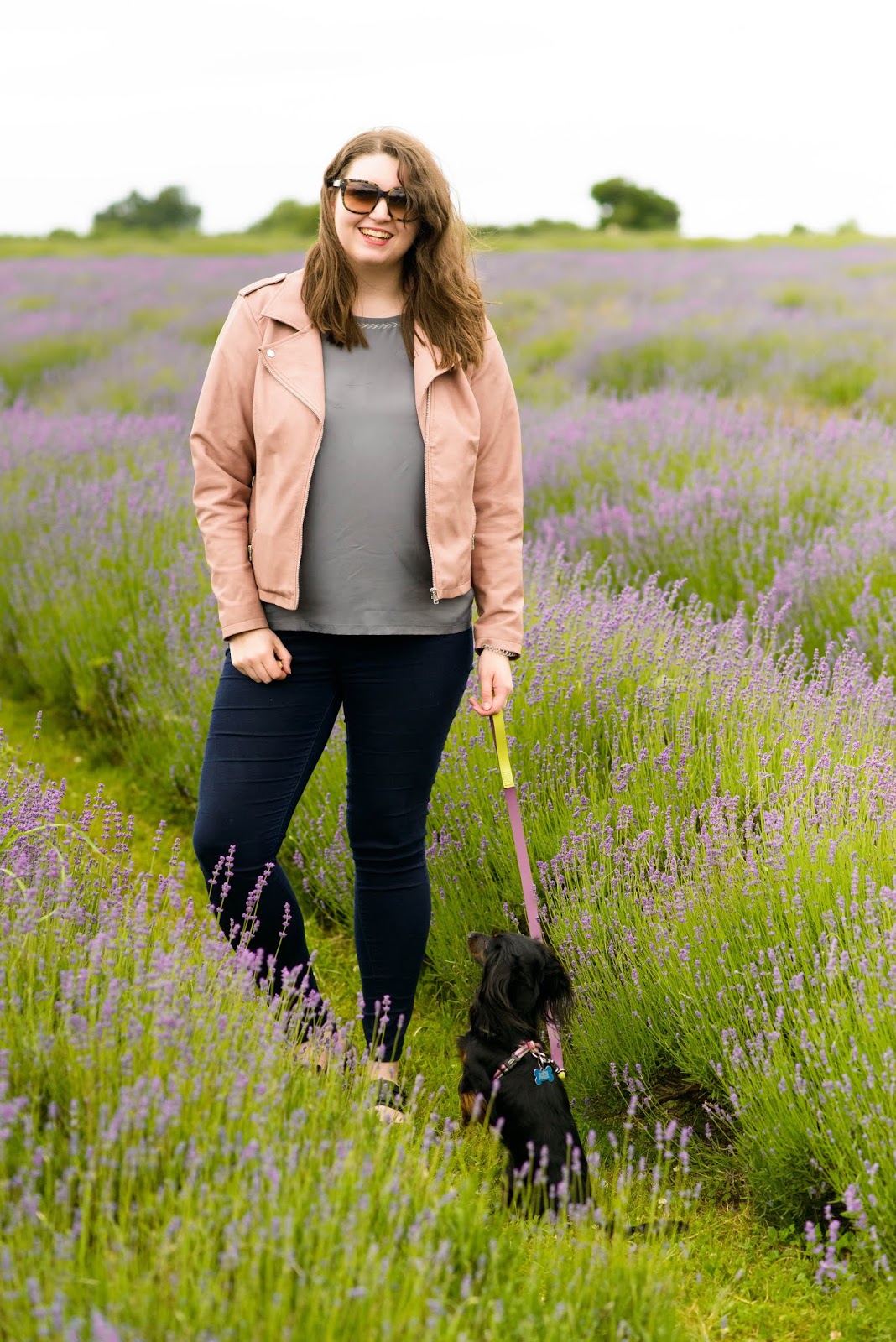 liquidgrain liquid grain lavender fields mayfield dachshund uk liquidgrain liquid grain lavender fields mayfield dachshund uk