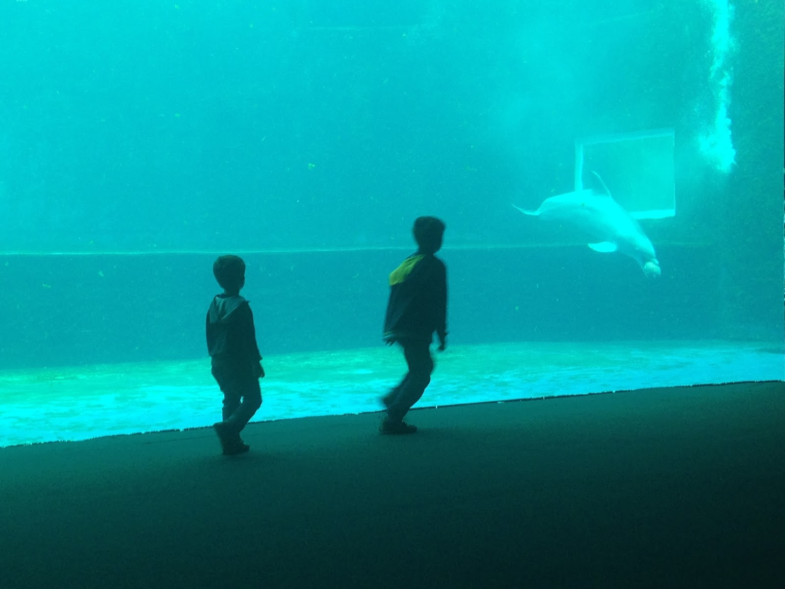 Piccoli Viaggi Musicali Il Carnevale Degli Animali Aquarium Di Genova