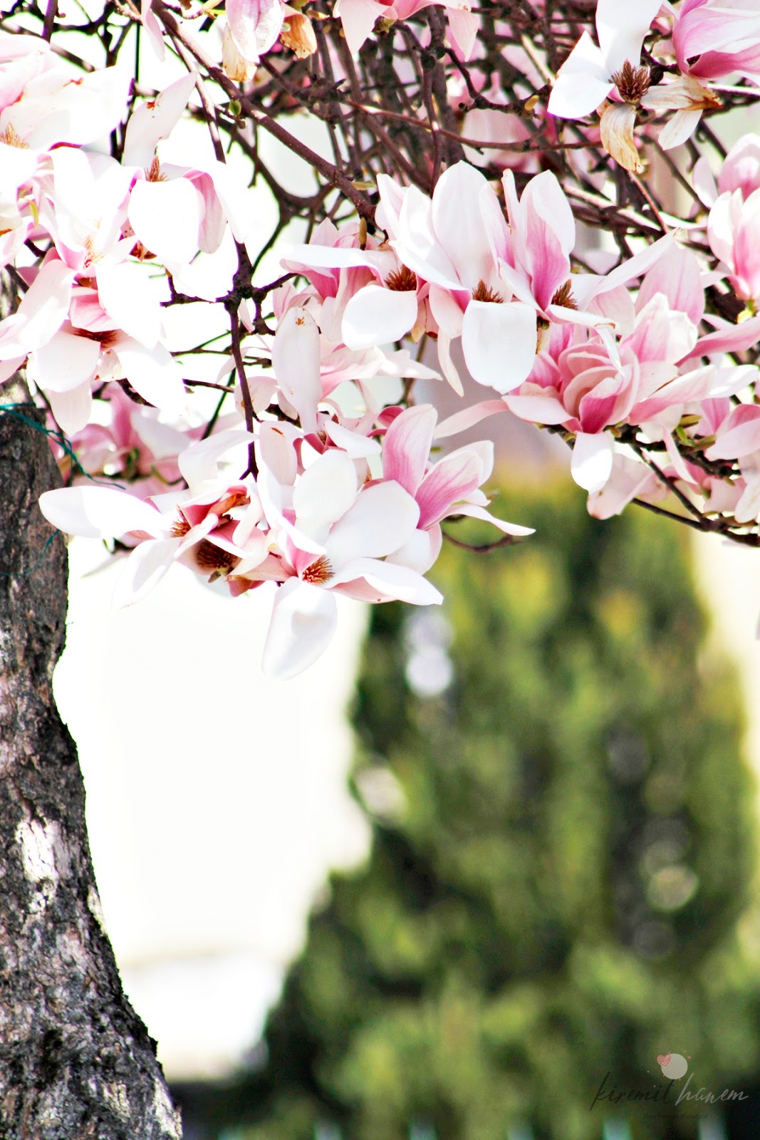 Manolya Ağacı - Kiremithanem