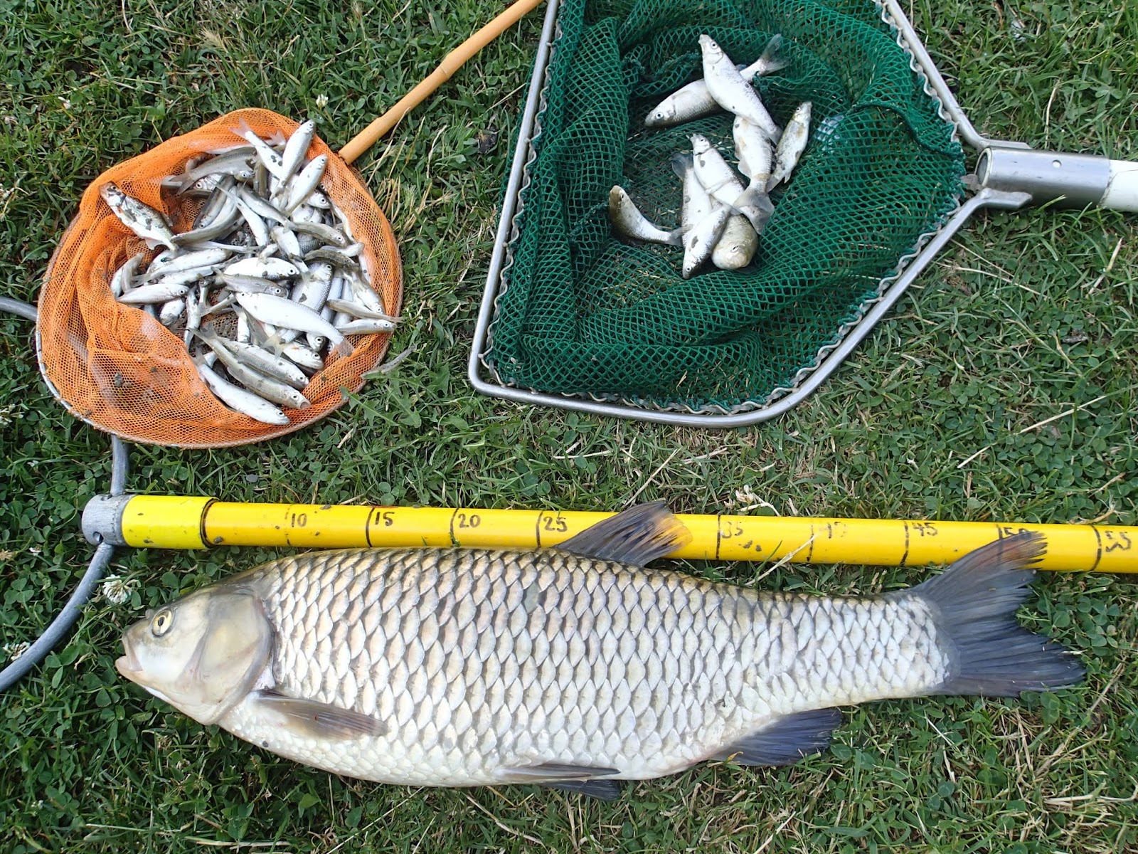 Athens Nature Journal: Kosovo: Summer fish sampling