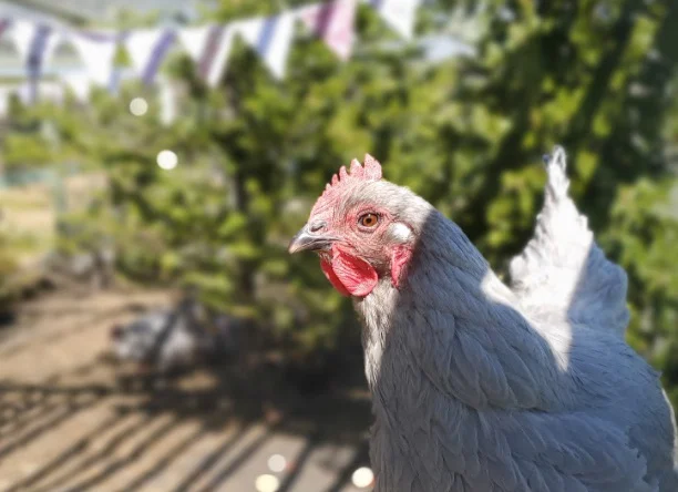 gray chicken in sunshine