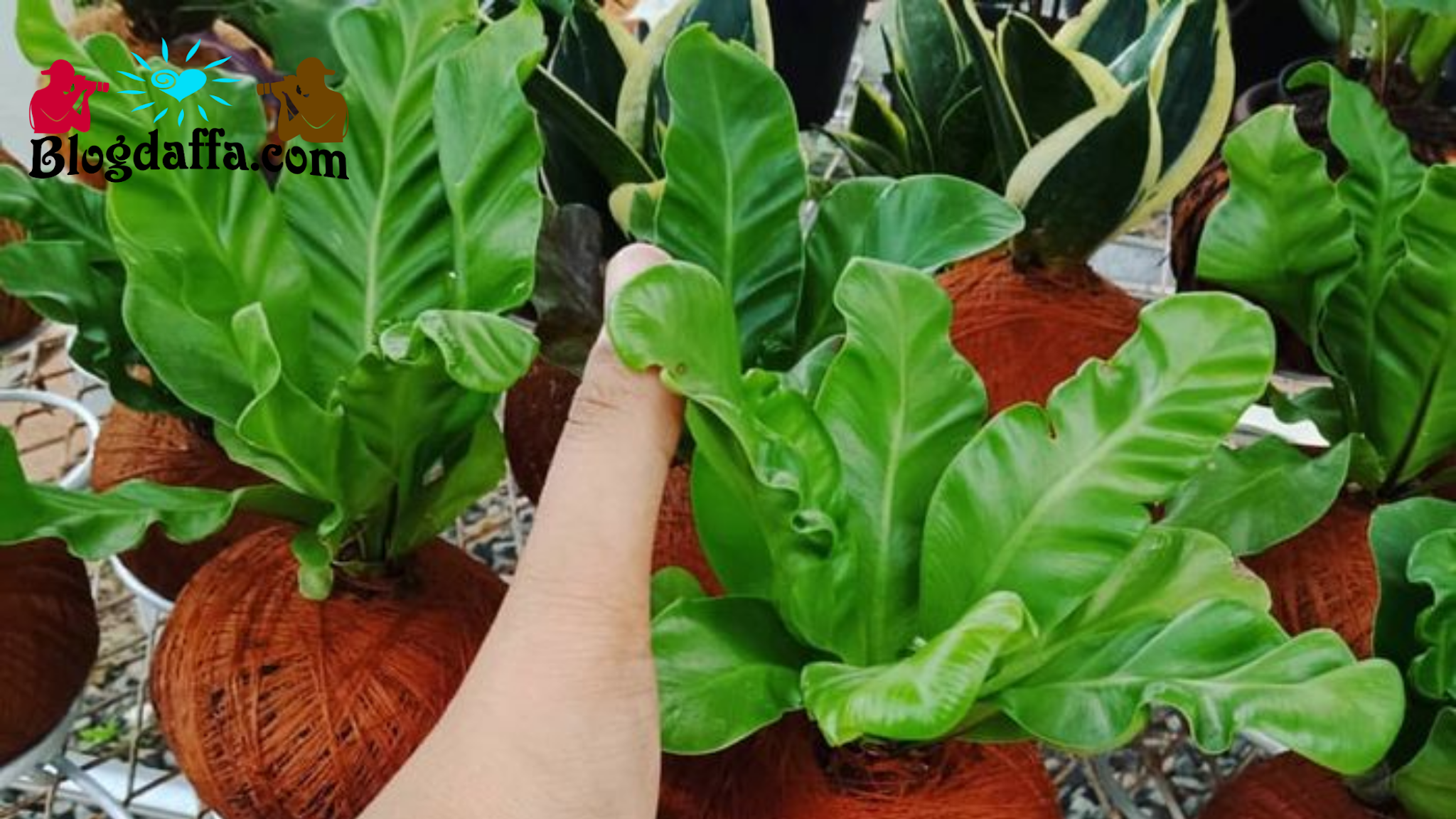 Serba Serbi Tanaman Hias Kadaka Jenis Sampai Cara Merawat Kadaka Salah Satu Jenis Tanaman Hias Termahal Di Indonesia Blogdaffa Com