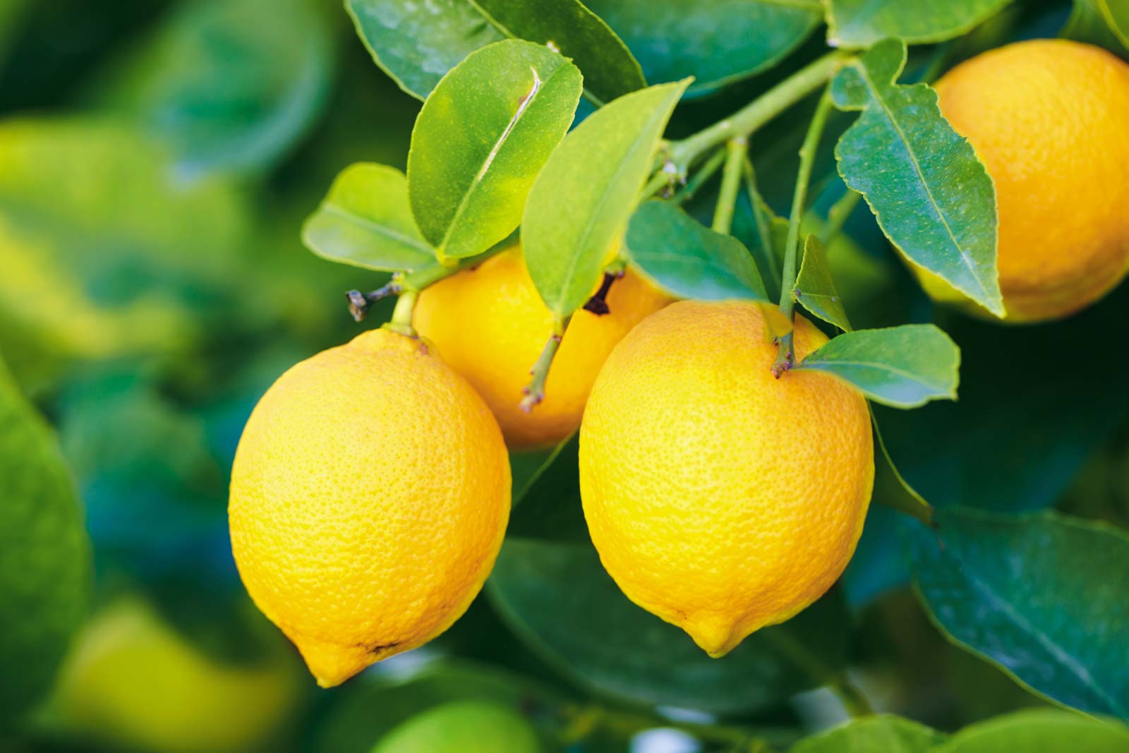 Lemon and Salt Water: 19 Reasons