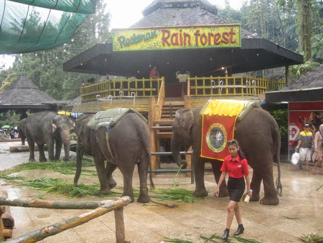 Serunya Bertamasya ke Taman Safari Indonesia 