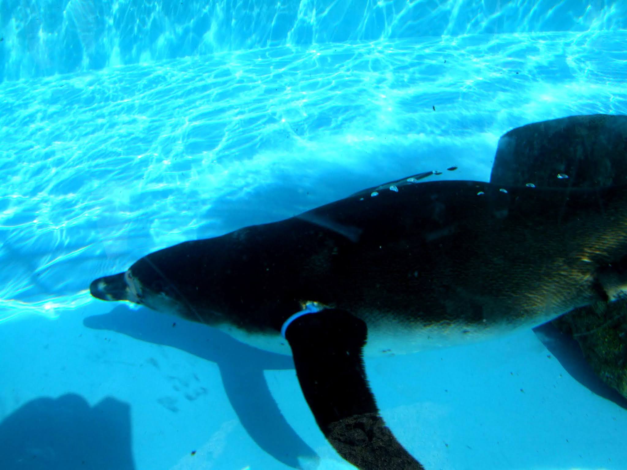 キレイなシアン色のプールの中を涼しげに泳いでいる可愛いペンギンさんの写真素材です。夏向けにオススメです。