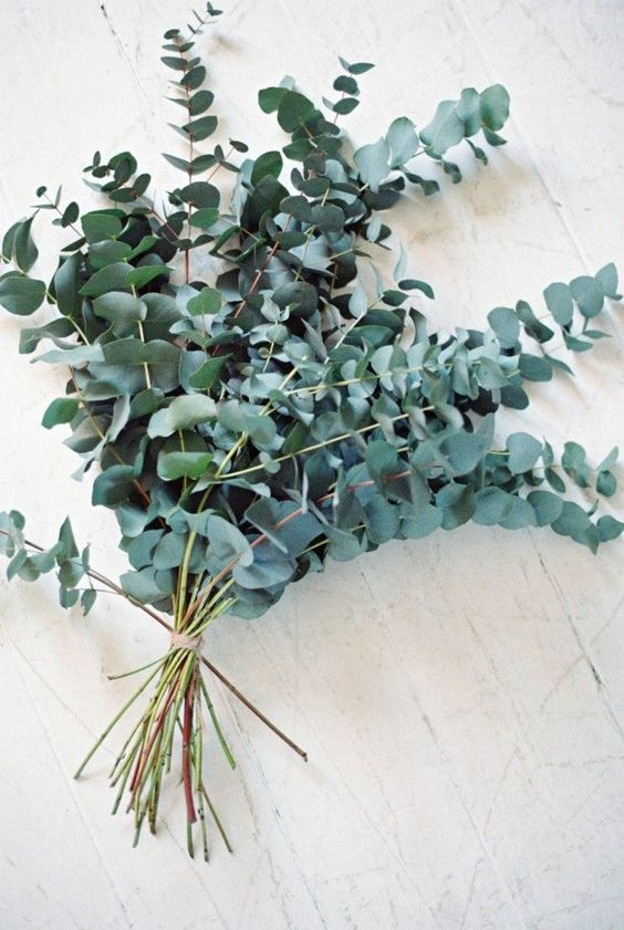 6 ways with Eucalyptus in the home .....