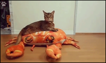 Funny Cat GIF • Funny & proud cat riding a giant crab toy. “They see me rollin'...they hatin'“