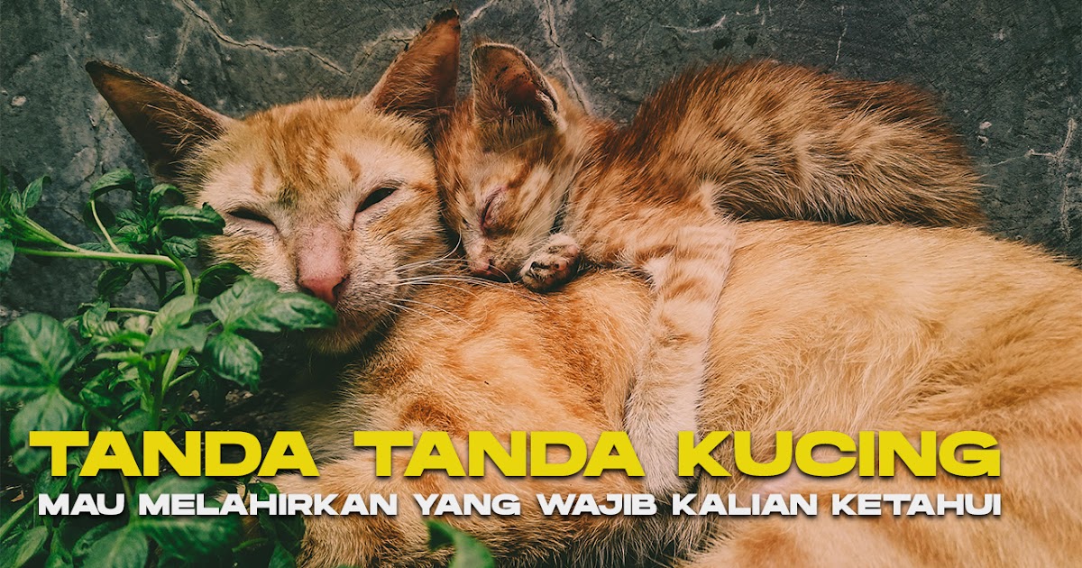 Ini Dia 11+ Tanda-Tanda Kucing Mau Melahirkan Yang Wajib Banget Kalian