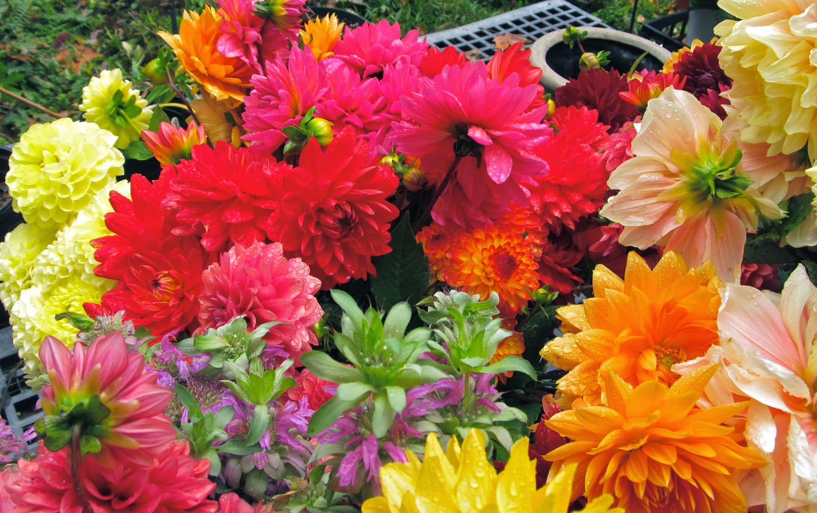 Notes and News from Shady Grove Gardens Flower Farm Open House Shady