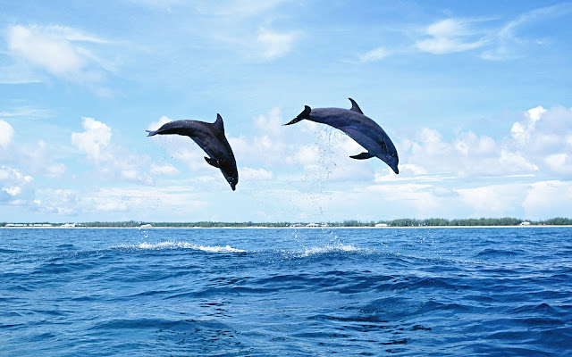 Dolphins jumping high out of the water