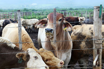 Pengertian feedlotting atau pemeliharaan dalam kandang memang biasanya digunakan untuk sapi pedaging yang digemukkan dalam suatu lot khusus untuk meningkatkan efisiensi. Namun, sebenarnya feedlotting juga dapat digunakan untuk ternak-ternak lain dimana dipelihara dalam kandang.