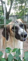 WhatsApp%2BImage%2B2020 07 30%2Bat%2B12.57.31 Niterói tem feira virtual para adoção de cães e gatos neste sábado