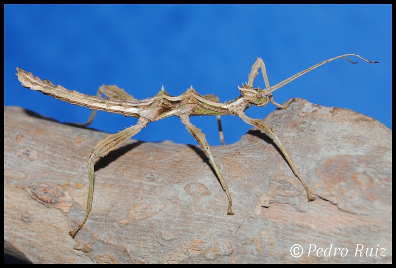Ninfa macho L4 de Trachyaretaon sp. aurora, 3,5 cm de longitud Ninfa macho L4 de Trachyaretaon sp. aurora, 3,5 cm de longitud