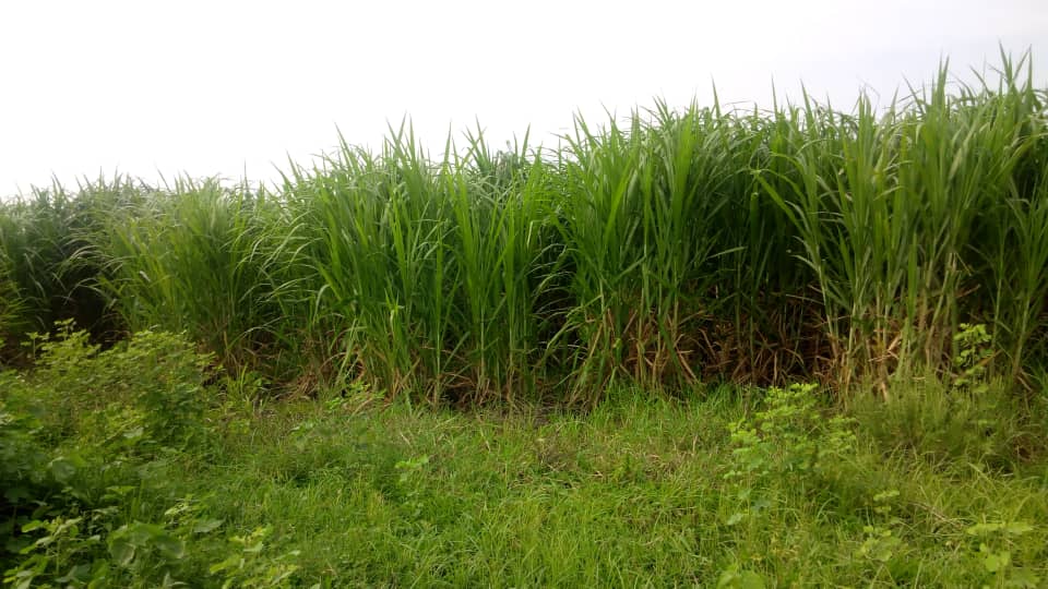 Napier grass farming