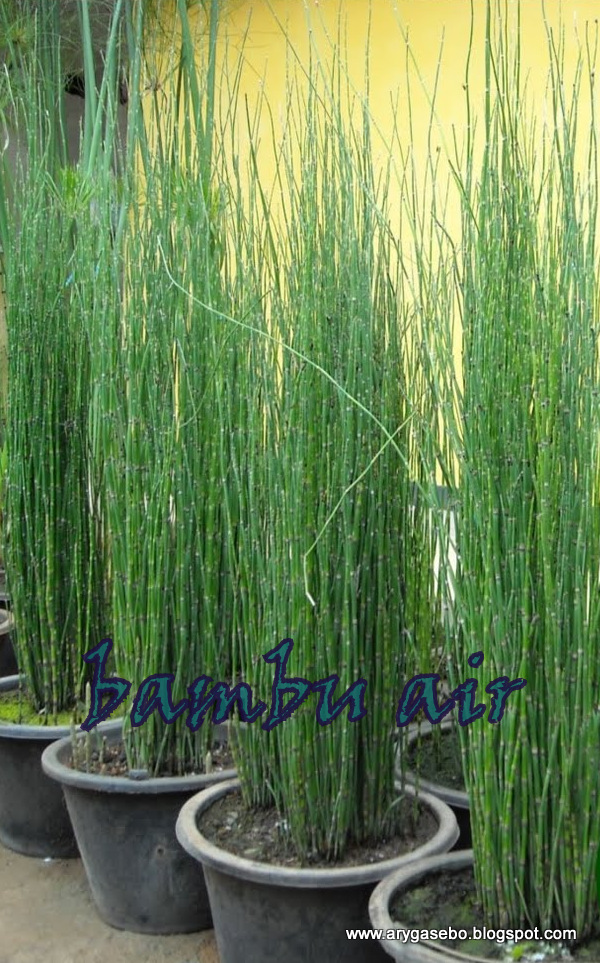  bambu  air  harga tanaman  hias  di makassar tanaman  