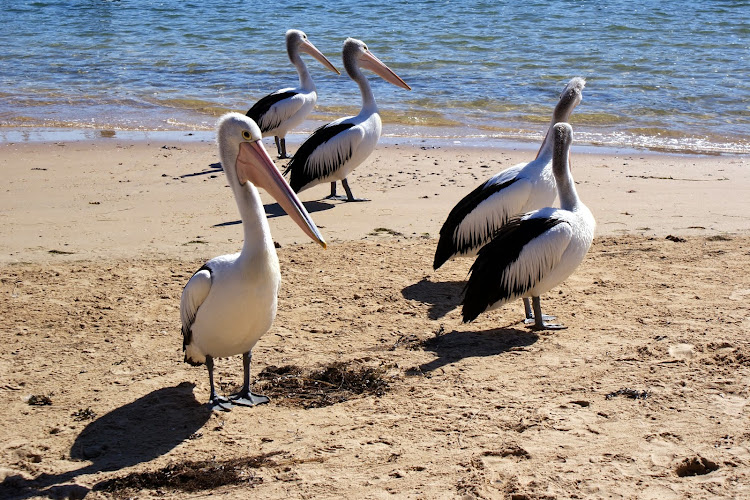 Różowodziobe pelikany w australijskim San Remo