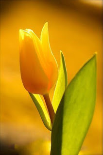 tulipan-de-color-amarillo